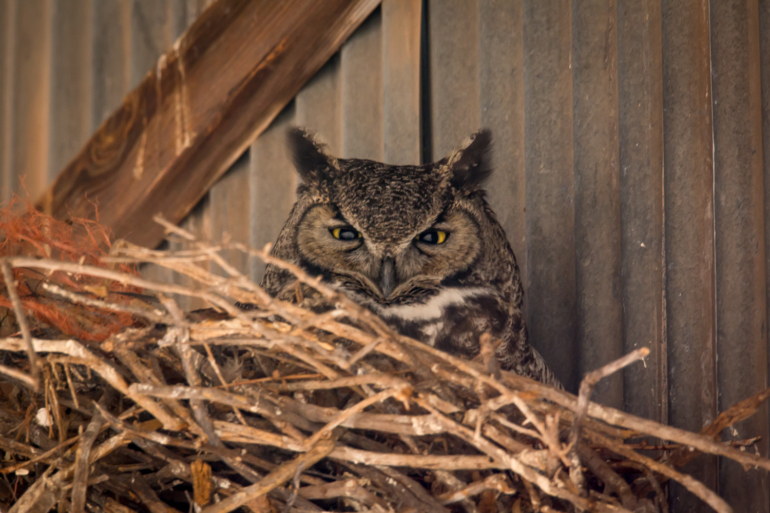 Great Horned Owl Hort_IR.jpg